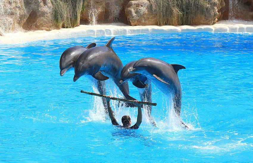 Dolphin Show