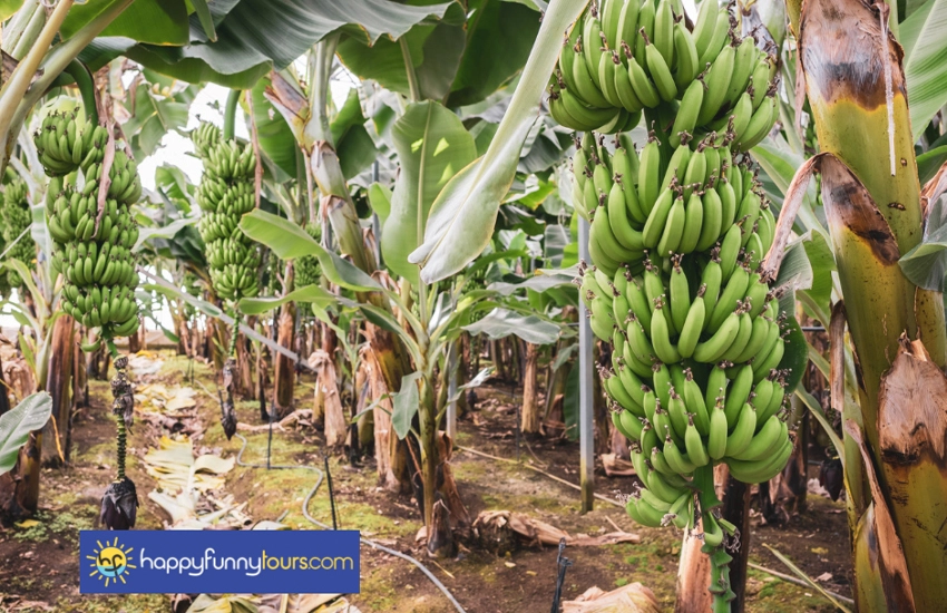 Side'den Alanya Şehir Turu