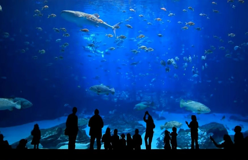 Side'den Antalya Akvaryum Turu