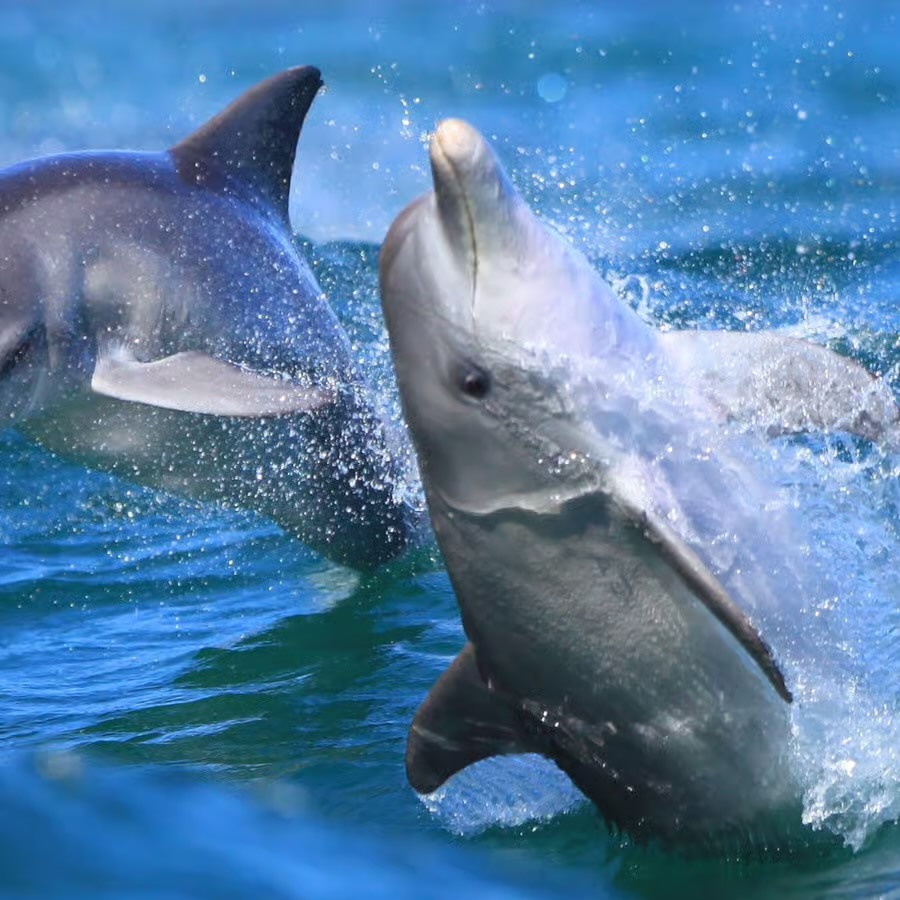 Yunus Adası Tekne Turu